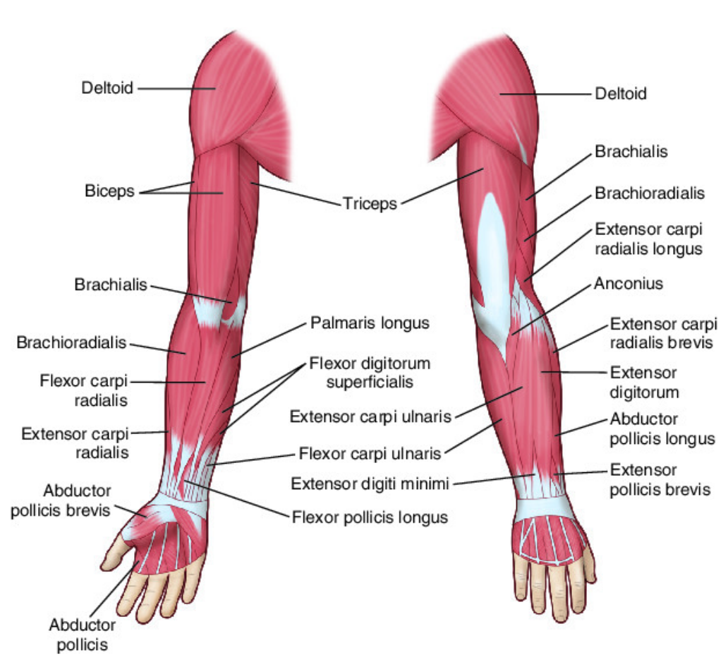 Anatomical Diagram of the Arm Muscles