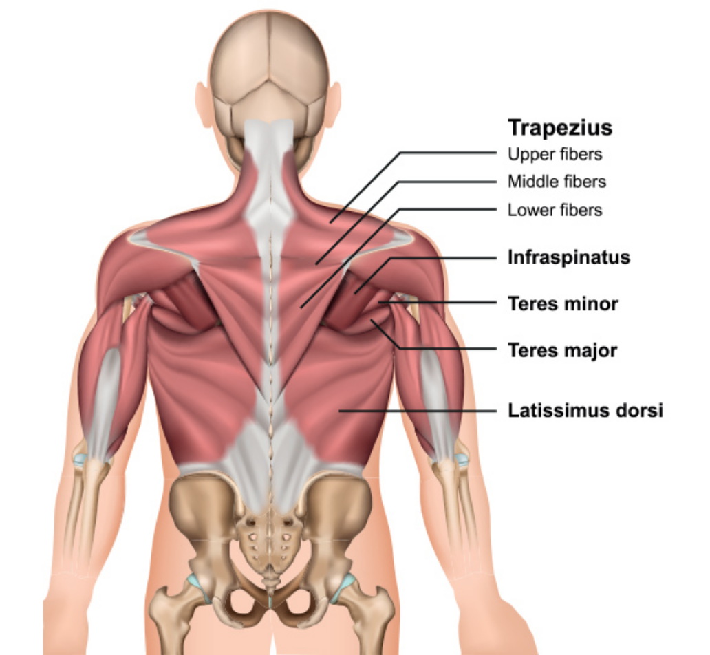 Anatomical Diagram of the Back Muscles