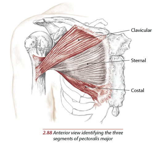 Anatomical Diagram of the Pectoral Muscles