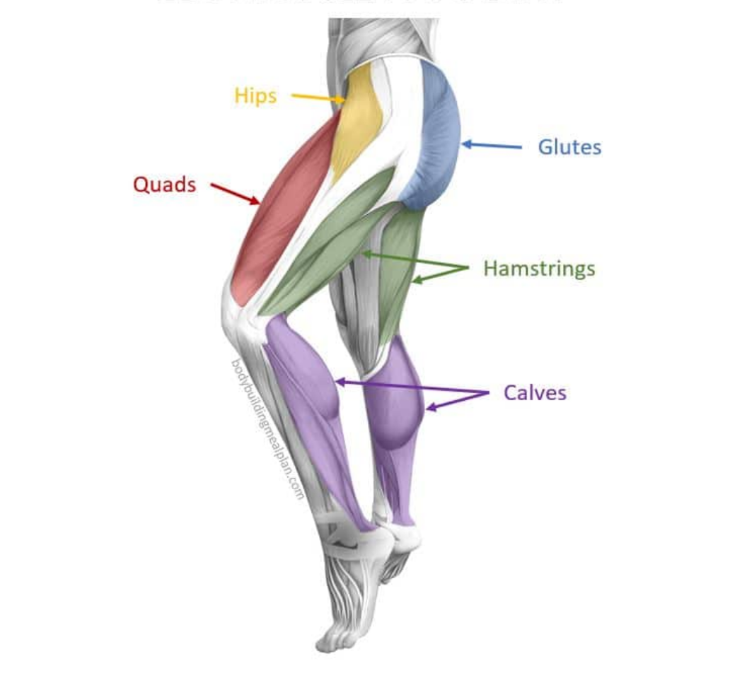 Anatomical Diagram of the Back Muscles