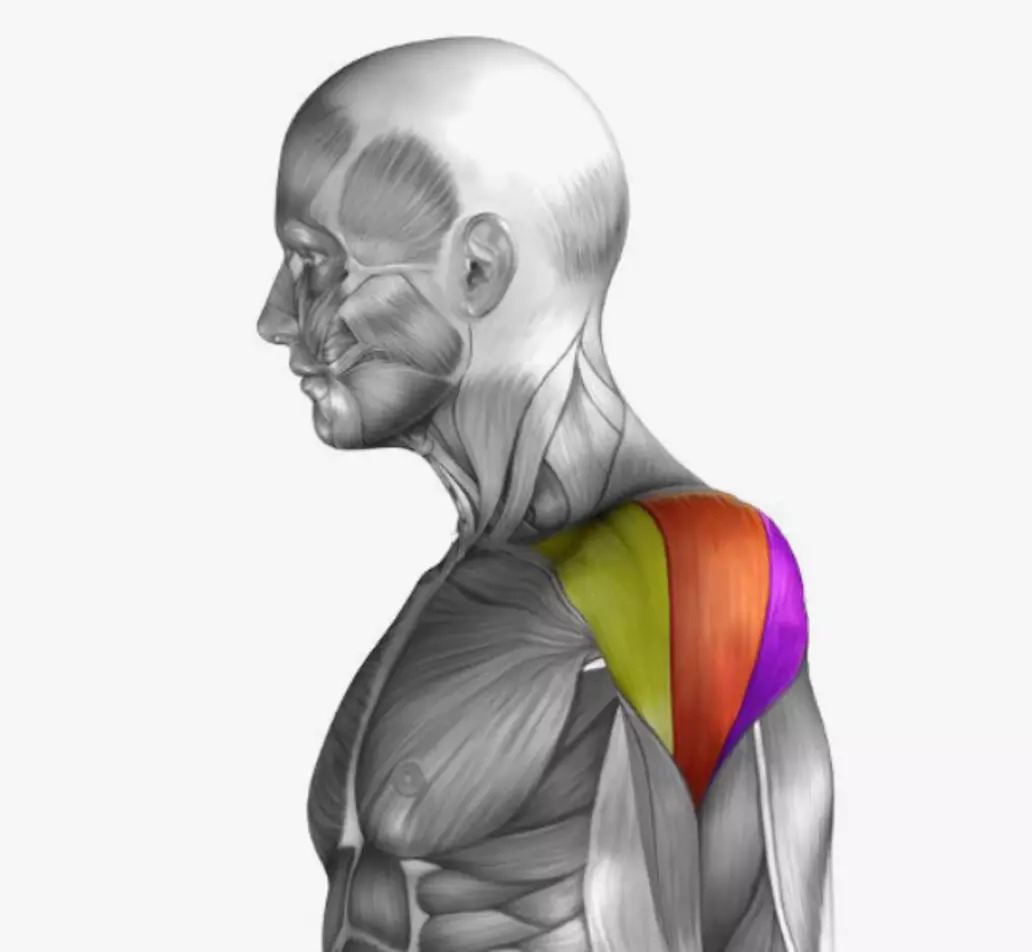 Anatomical Diagram of the Shoulder Muscles