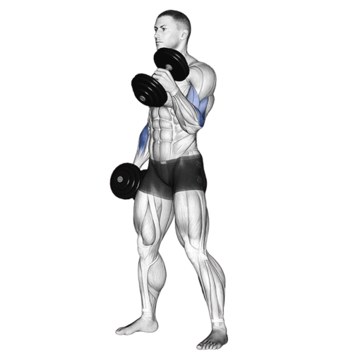 Hammer Curl Ending Motion