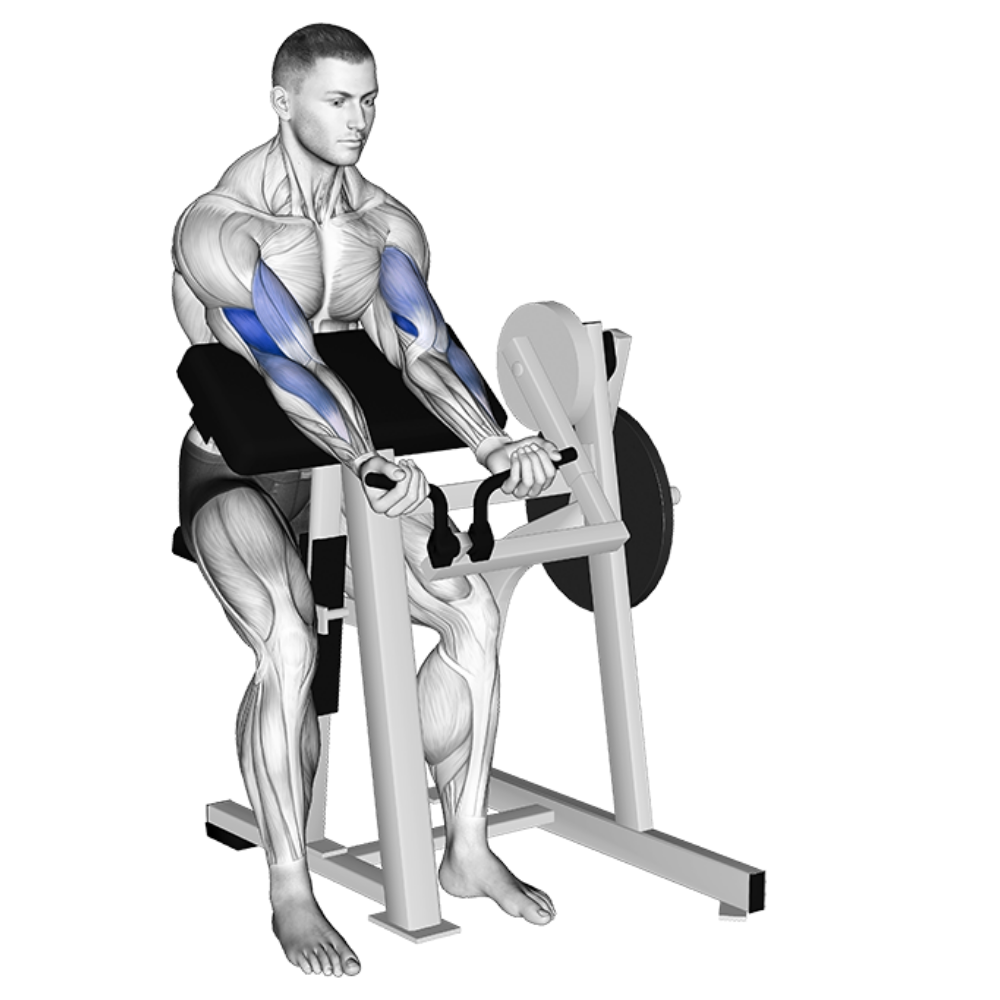 Machine Curl Starting Motion