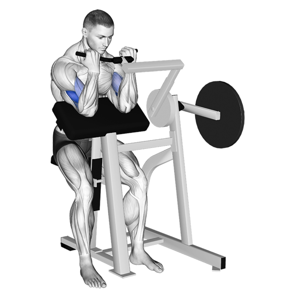 Machine Curl Ending Motion