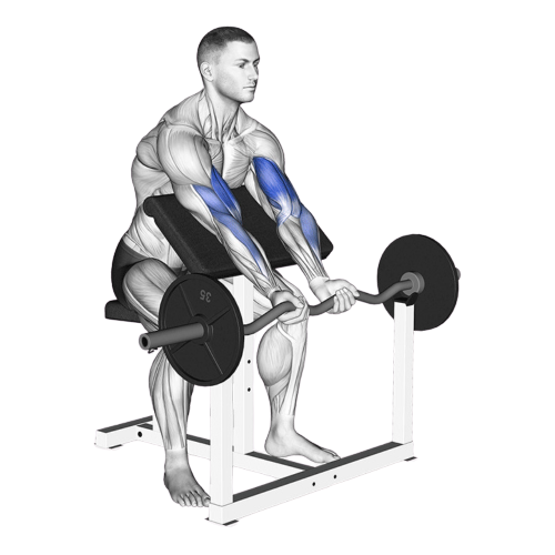 Preacher Curl Starting Motion