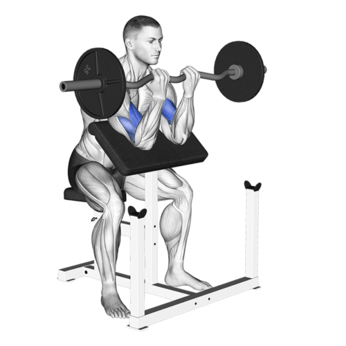 Preacher Curl Ending Motion