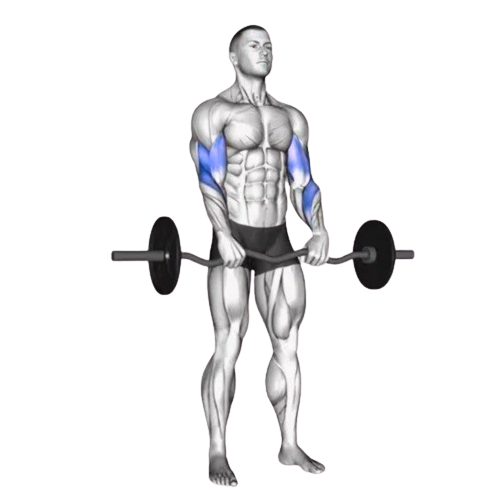 Reverse Curl Starting Motion