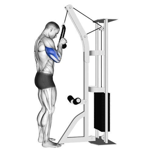 Rope Tricep Extension Starting Motion