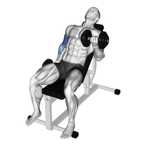 Seated Incline Dumbbell Curl Ending Motion