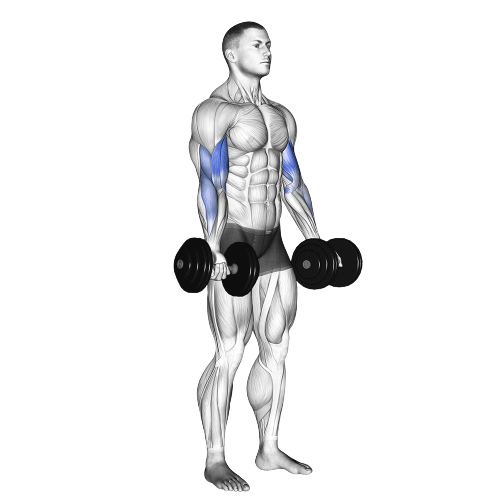 Standing Dumbbell Curl Starting Motion