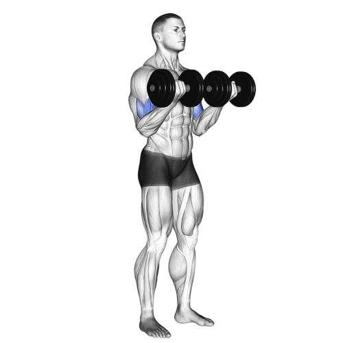 Standing Dumbbell Curl Ending Motion