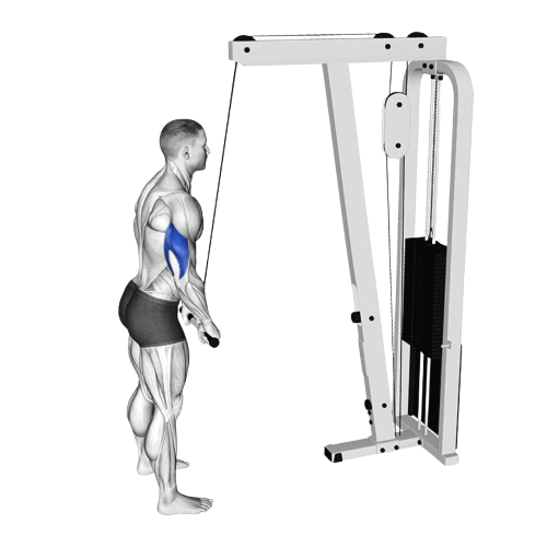 Straight Bar Tricep Extension Ending Motion