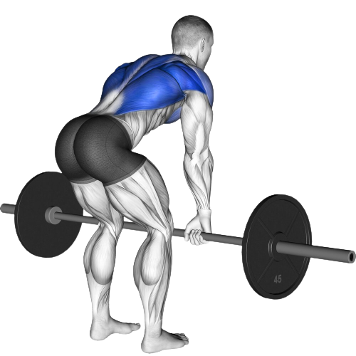 Bent Over Row Starting Motion