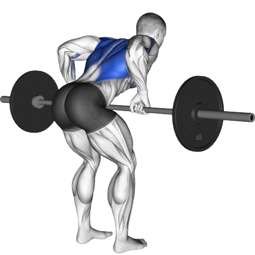 Bent Over Row Ending Motion