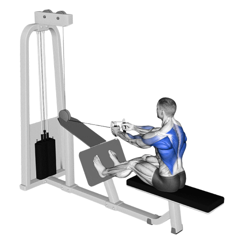 Seated Cable Row Starting Motion