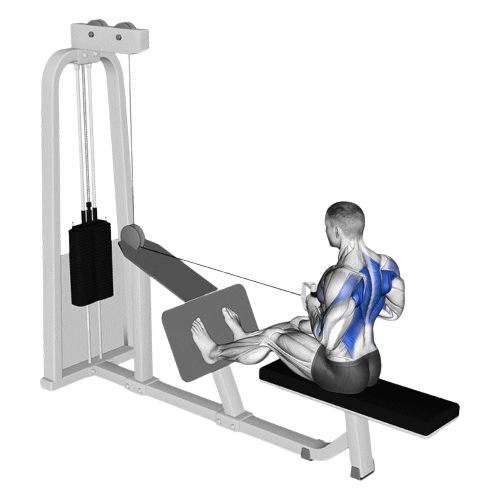 Seated Cable Row Ending Motion