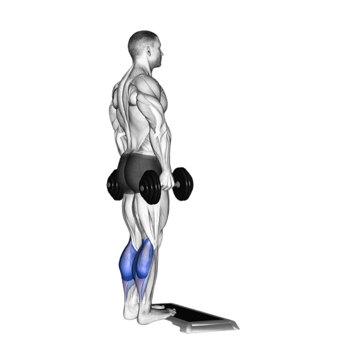 Seated Dumbbell Calf Raise Starting Motion