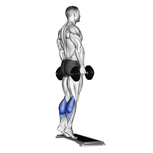 Seated Dumbbell Calf Raise Ending Motion