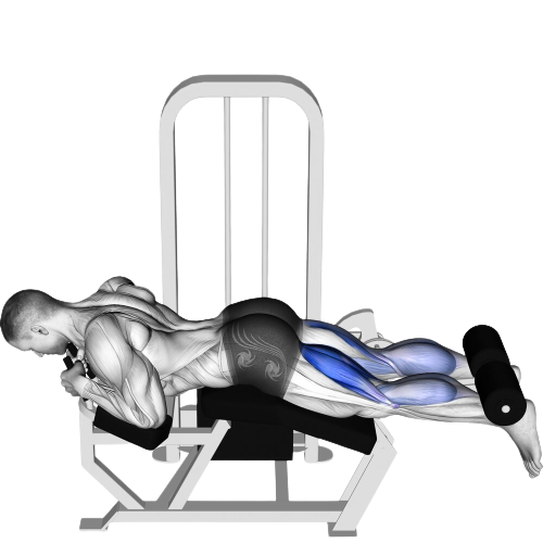 Lying Leg Curl Starting Motion