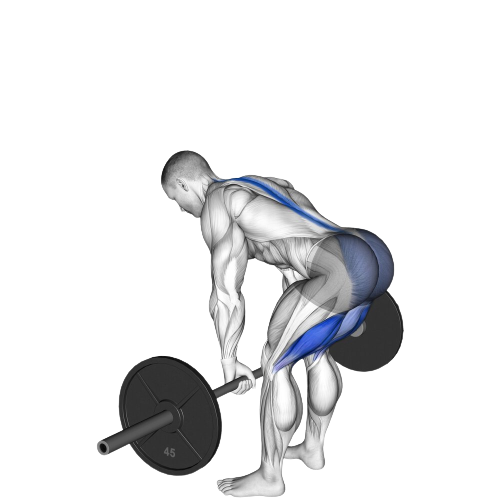 Romanian Deadlift Ending Motion