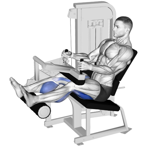 Seated Leg Curl Starting Motion