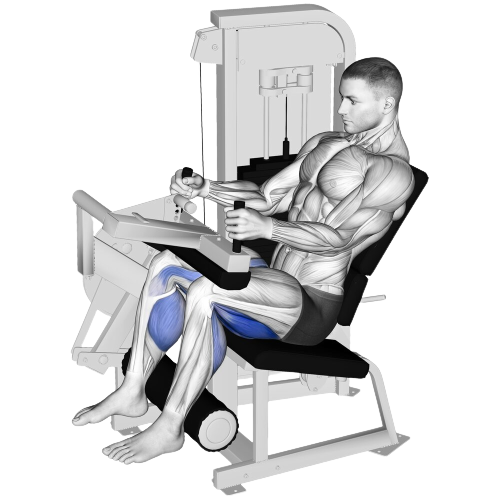 Seated Leg Curl Ending Motion