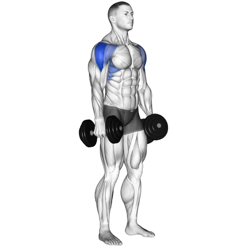 Dumbbell Lateral Raise Starting Motion