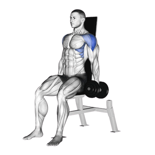 Seated Dumbbell Lateral Raise Starting Motion