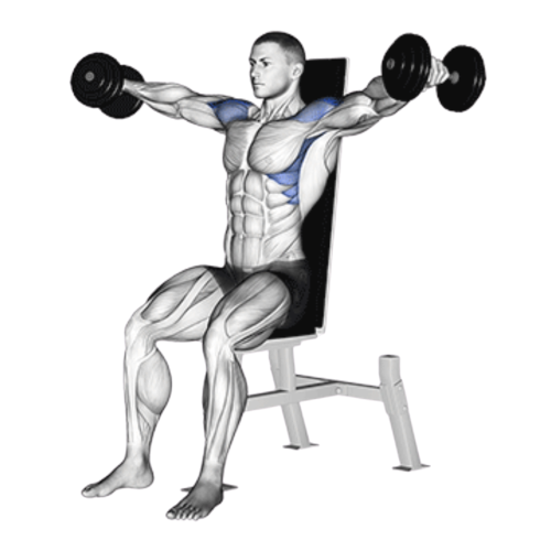 Seated Dumbbell Lateral Raise Ending Motion