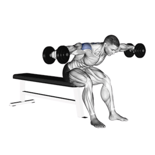 Seated Reverse Fly Ending Motion